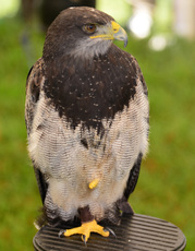 Kordillerenadler (3).jpg